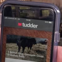 Tudder helps farmers match up potential partners for their cattle. | REUTERS