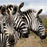 There had been four main hypotheses about the advantages zebras gained by evolving stripes. | REUTERS