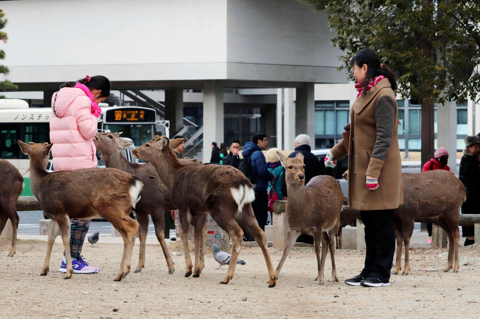 Visitors feed deer at Nara Park earlier this month. | KYODO
