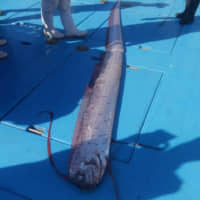 A 4-meter oarfish lies on the deck of a boat after being caught on Jan. 28 off Toya port in Okinawa Prefecture. | COURTESY OF YOMITAN VILLAGE FISHERMEN\'S COOPERATIVE / VIA THE OKINAWA TIMES