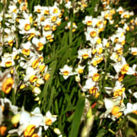 Where the wild things grow: Daffodils flower in Togoshi Park. | KIT NAGAMURA
