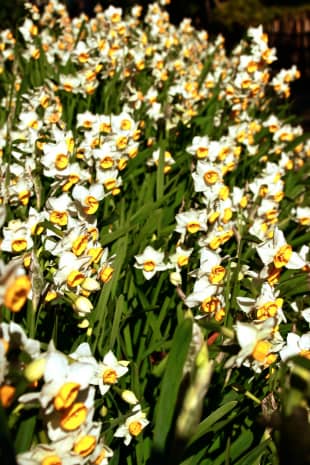 Where the wild things grow: Daffodils flower in Togoshi Park.
