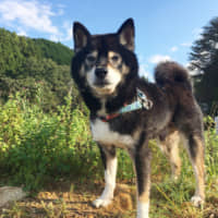 An avenger at heart: This Zorro is more into walks outside than sword fights. | SAKURA NISHITAKI