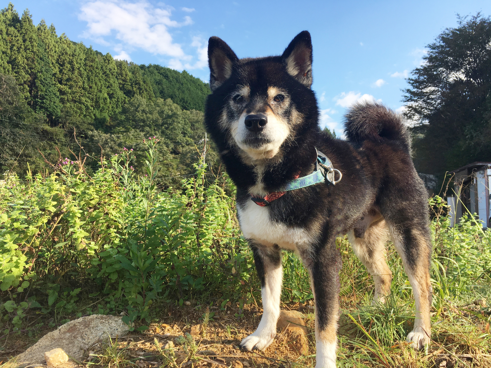 An avenger at heart: This Zorro is more into walks outside than sword fights. | SAKURA NISHITAKI