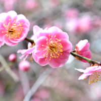 Ume (plum blossoms) can bloom as early as late January and last until the first few days of March. | GETTY IMAGES