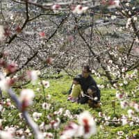 A man and two children visit a plum orchard in Minabe, Wakayama Prefecture, on Sunday to enjoy the trees while they are around full bloom. The groves of Minabe, a major growing area for ume (plums), have around 90,000 such trees planted on 200 hectares. The site is recognized by the United Nations Food and Agriculture Organization as part of the Globally Important Agricultural Heritage Systems. | THE KII MINPO / VIA KYODO