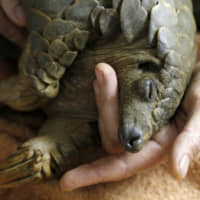 A pangolin rescued from poachers recovers from anesthetic at the Johannesburg Wildlife Veterinary Hospital after undergoing a sonogram to check it for pregnancy. | AP