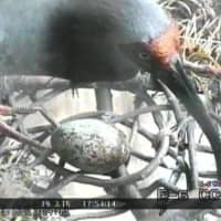 The first egg laid by a rare ibis, gifted to Japan by China last year, is seen Saturday at the Sado Japanese Crested Ibis Conservation Center in Sado, Niigata Prefecture. | B. LEAGUE