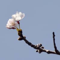 A cherry tree is seen coming into bloom Wednesday in the city of Nagasaki, in the country\'s first blooming of the Somei-Yoshino variety this year. | KYODO