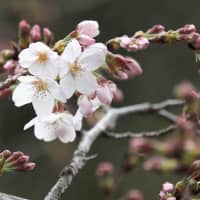 Cherry blossoms are seen on a tree at Yasukuni Shrine in Tokyo on Thursday, prompting Meteorological Agency officials to officially declare that this year\'s blooming season of Japan\'s most popular flower has reached the capital. | KYODO