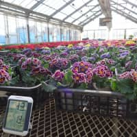 A flower farm in the suburban city of Mitaka in western Tokyo | ALEX MARTIN