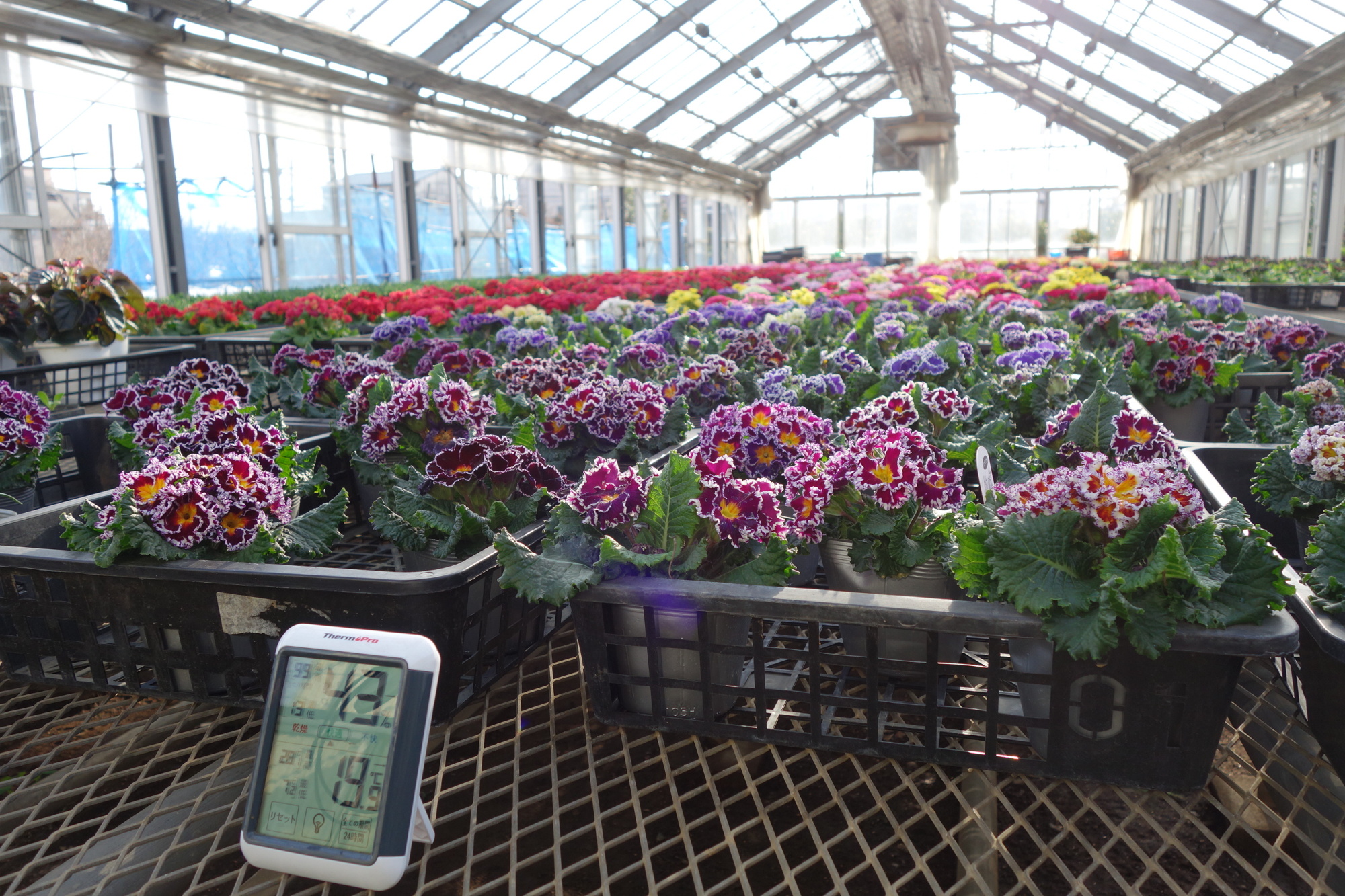 A flower farm in the suburban city of Mitaka in western Tokyo