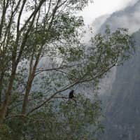 Spotted: Formoson rock macaques live in the forests of Taroko National Park. | CHRIS RUSSELL