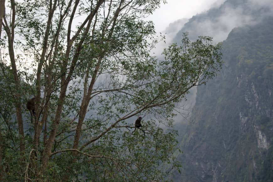 Spotted: Formoson rock macaques live in the forests of Taroko National Park.