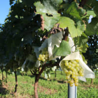 Grapes at Bee\'s Knees Vineyards. | CITY OF TSUKUBA