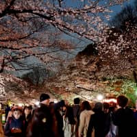 Cherry blossoms are seen at Ueno Park in Tokyo\'s Taito Ward on Wednesday evening. The park is one of the most famous places to view cherry blossoms in the capital. | YOSHIAKI MIURA