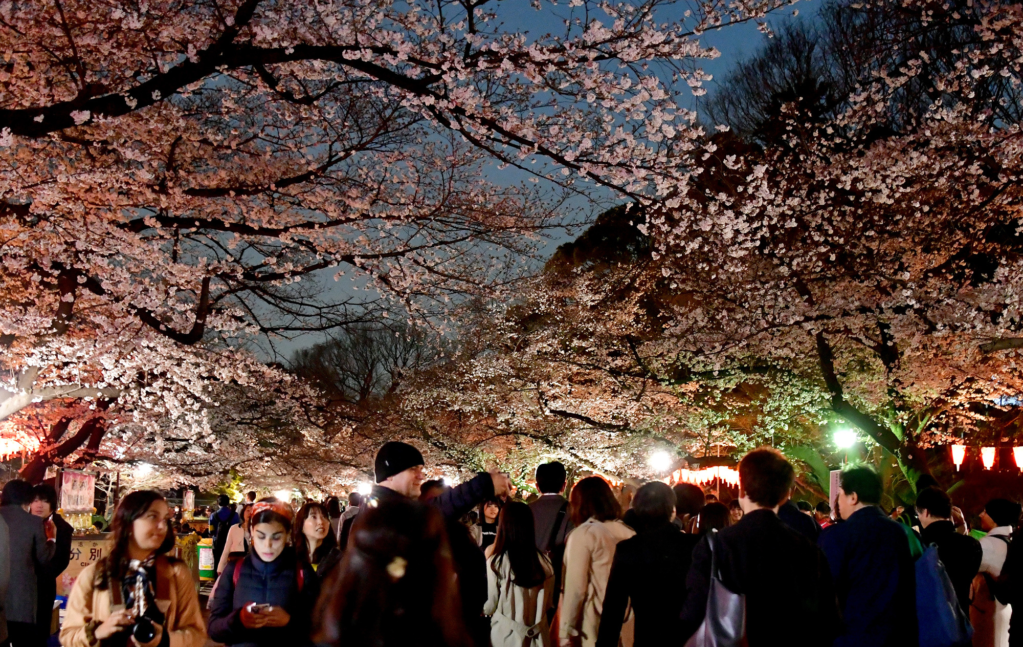 Cherry blossoms are seen at Ueno Park in Tokyo's Taito Ward on Wednesday evening. The park is one of the most famous places to view cherry blossoms in the capital. | YOSHIAKI MIURA