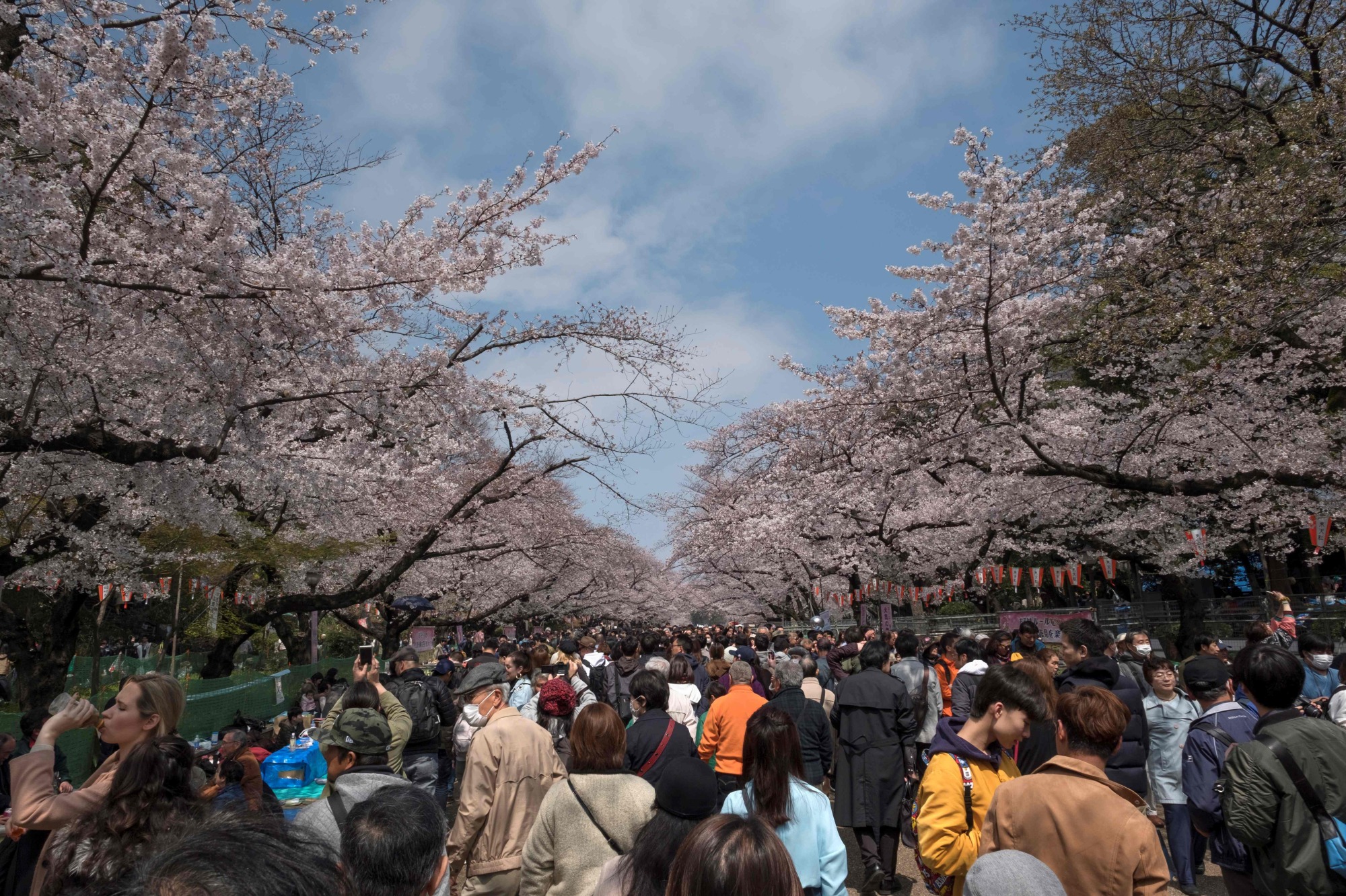 Peopel gather to view cherry blossoms in full bloom at Ueno Park in Tokyo on Sunday. | AFP-JIJI