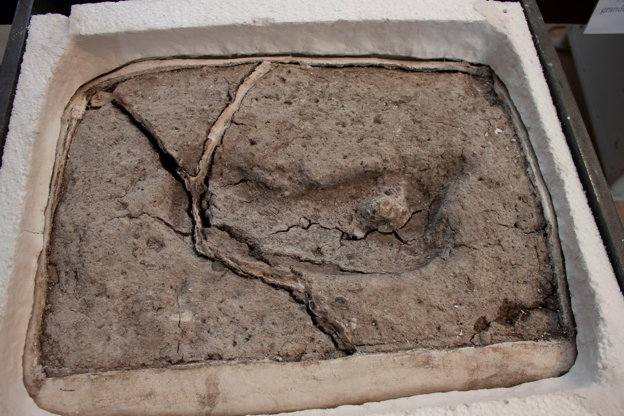 An ancient footprint is pictured, having formed cracks due to desiccation after being extracted from its original site, in Osorno, Chile, sometime this month. | REUTERS