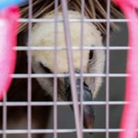 Dobrila, a female griffon vulture is seen inside a cage after arriving at the Nikola Tesla Airport in Belgrade on Friday. | REUTERS