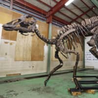 A life-size replica of the largest complete dinosaur skeleton ever found in Japan stands in Mukawa, Hokkaido, on April 11. | KYODO
