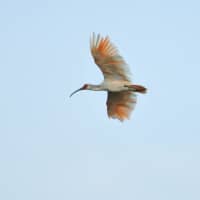 A rare toki (Japanese crested ibis) is among a few hundred that reside near and on Sado Island. | AP