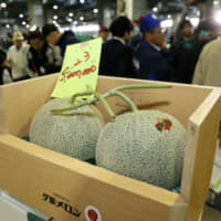 This pair of melons from Yubari, Hokkaido, sold for a record &#165;5 million in the season\'s first auction Friday. | KYODO
