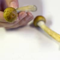 Psychoactive Stropharia cubensis mushrooms | AFP-JIJI