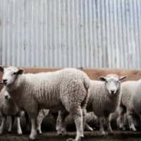 Te Mana sheep stand in a wool shed at a farm near Lumsden in New Zealand\'s Southland region. Their meat is aimed at a niche similar to wagyu beef. | REUTERS