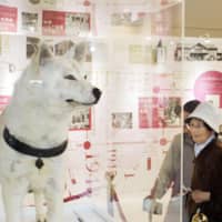 Visitors look at the stuffed body of Hachiko, a famed Akita dog, at a permanent exhibit dedicated to the breed that opened in Odate, Akita Prefecture, on Wednesday. | KYODO
