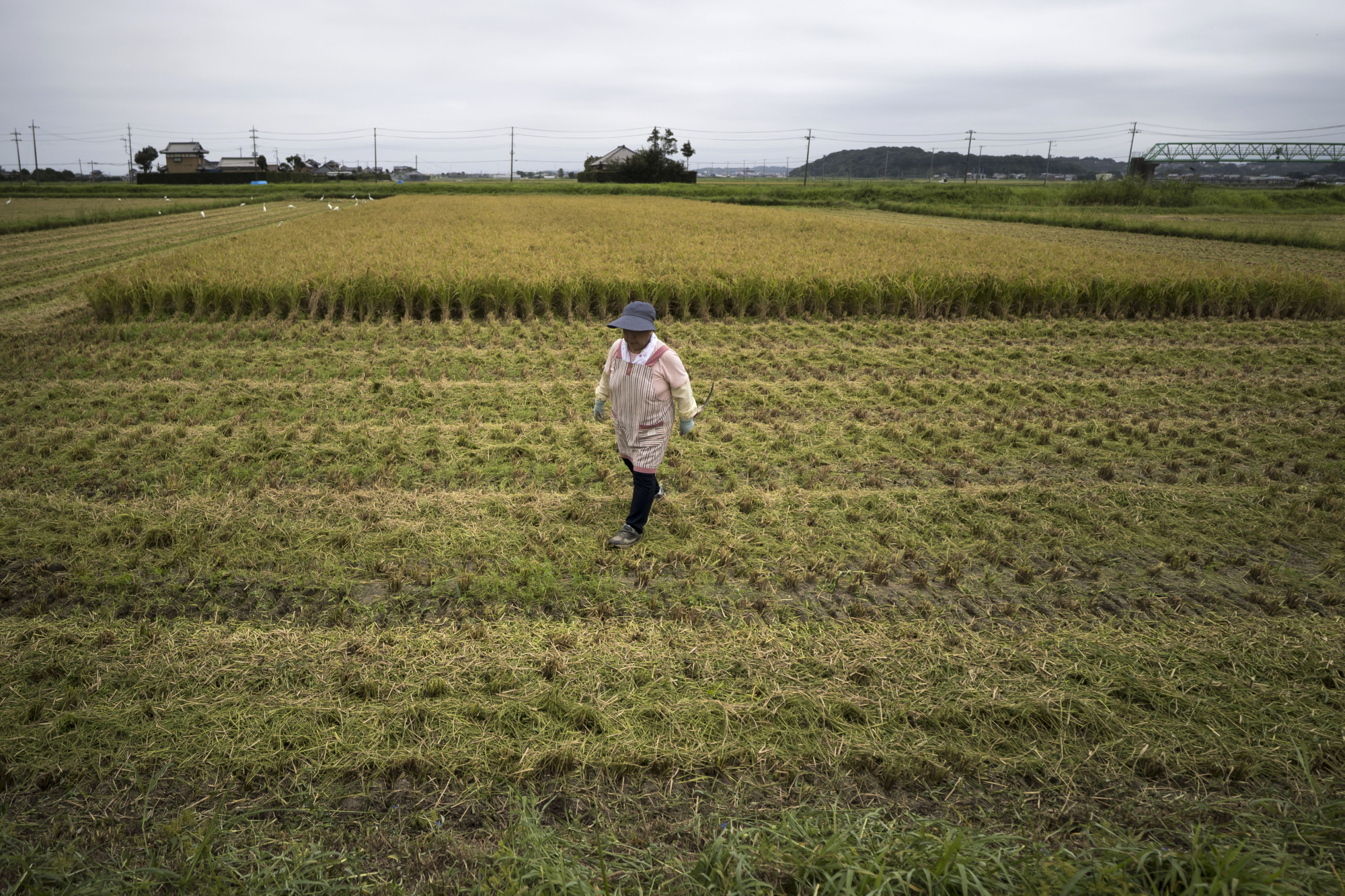 Japan Times