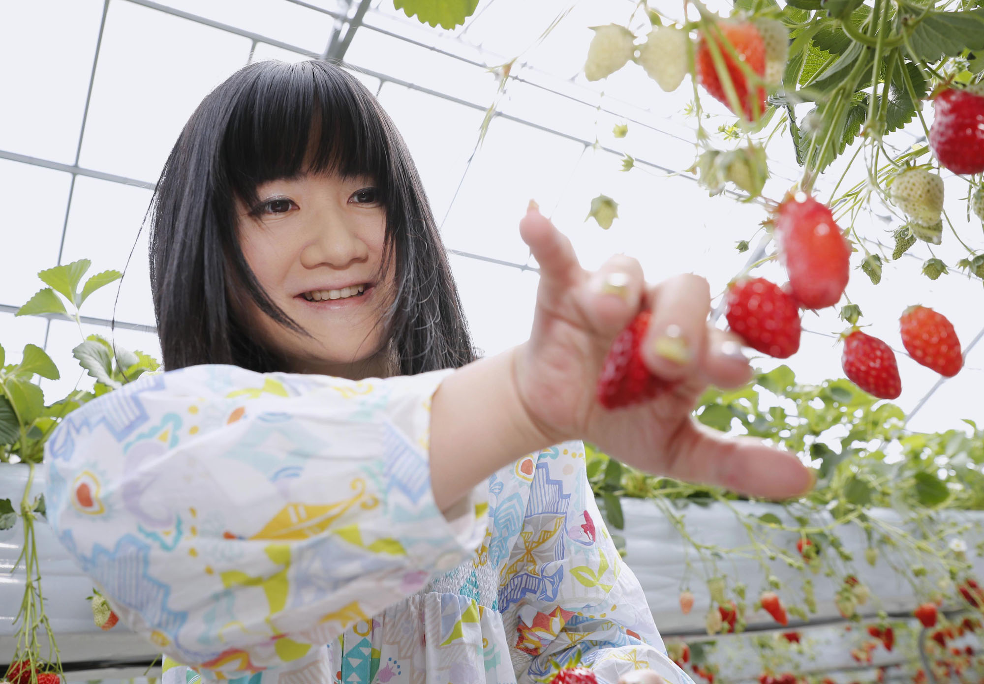 Freelance writer Mayumi Asai picks strawberries at a farm in Kawagoe, Saitama Prefecture, in March. | KYODO