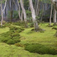 Dense moss at Giouji, a temple garden inspired by a tea aesthetic. | STEPHEN MANSFIELD