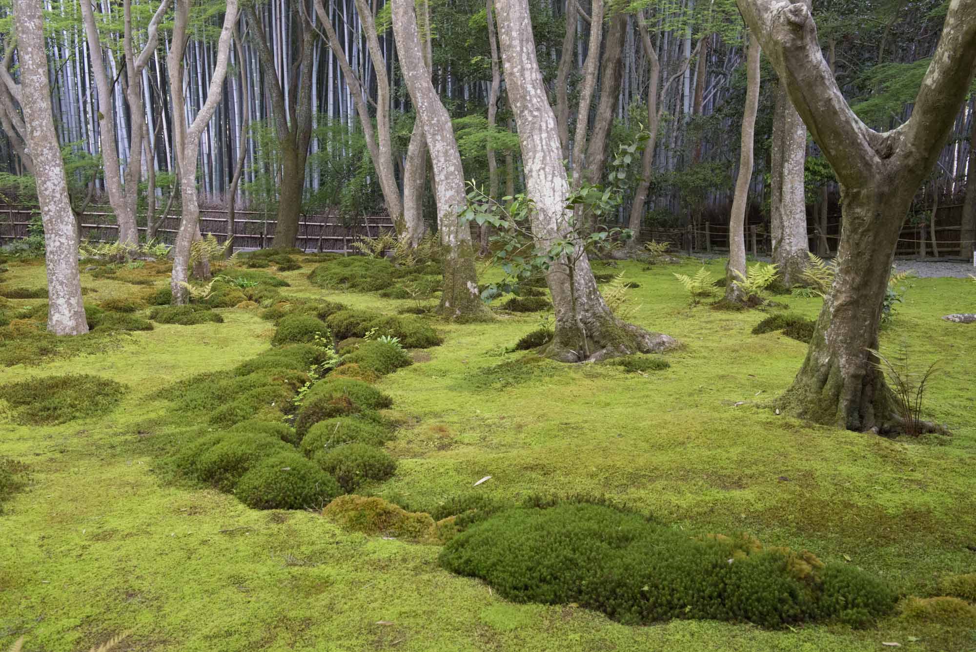 Dense moss at Giouji, a temple garden inspired by a tea aesthetic. | STEPHEN MANSFIELD
