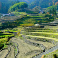 The art of the meal: The Ini Tanada terraces consist of over 320 rice paddies, and lie just an hour\'s drive from the Sandankyo Gorge. | ANGELES MARIN CABELLO