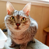 Free me: Odairi the cat loves to greet anyone he meets. | CHIHIRO NAGATA
