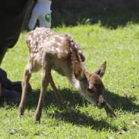 A female fawn, the first deer to be born in the Reiwa Era at Nara Park in the city of Nara, is shown to the media Tuesday. Hideo Iio, 29, who was born in the first year of Heisei, discovered the fawn Tuesday morning at a facility where he works, which keeps 201 pregnant deer. The fawn will be released in the park in late July. | KYODO