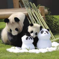 Rauhin (left) and her female cub, Saihin, two giant pandas living at the Adventure World theme park in Shirahama, Wakayama Prefecture, play with panda-shaped snowmen given to Rauhin ahead of Mother\'s Day on Sunday. Rauhin, 18, has given birth to nine cubs. Saihin, her youngest, was born in August last year. | KYODO