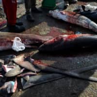 Fins of thresher sharks are seen beside their carcasses at a fishing port in Banda Aceh, Indonesia, June 13. Canada Thursday banned trade in shark fins, becoming the first G20 nation to do so. | AFP-JIJI