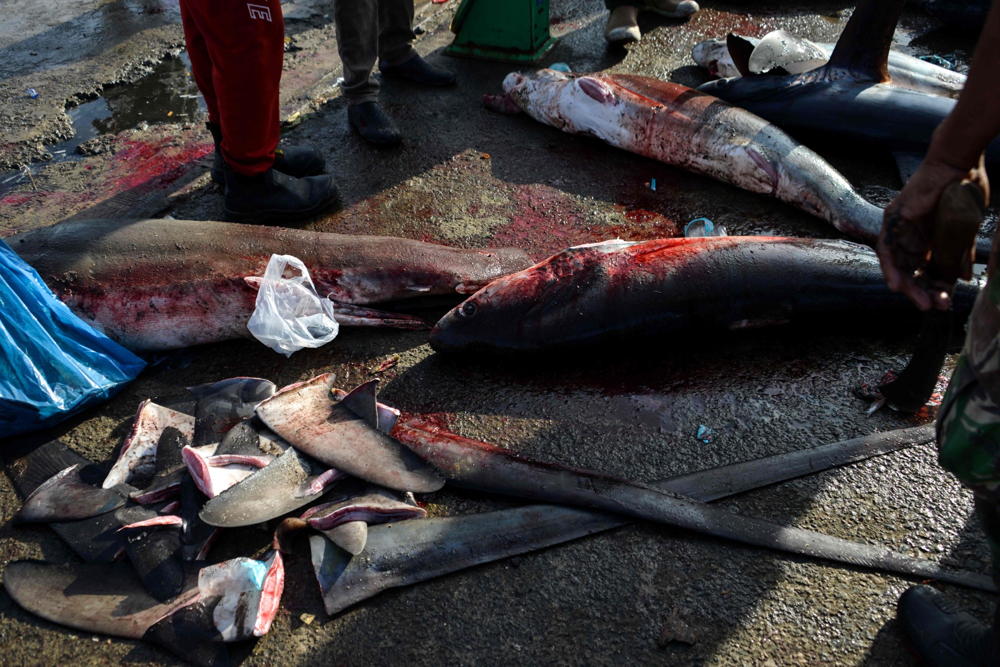 Fins of thresher sharks are seen beside their carcasses at a fishing port in Banda Aceh, Indonesia, June 13. Canada Thursday banned trade in shark fins, becoming the first G20 nation to do so. | AFP-JIJI