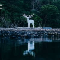 Kohei Nawa’s ‘White Deer (Oshika)’  | RIKO MONMA