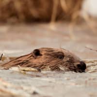A beaver in a marsh near the Belaurusian village of Vyganashchy | REUTERS