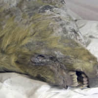 The head of an Ice Age wolf, is seen Monday at the Mammoth Fauna Study Department at the Academy of Sciences of Yakutia, Russia. Experts believe the wolf roamed the Earth about 40,000 years ago, but thanks to Siberia\'s frozen permafrost its brain, fur, tissues and even its tongue have been perfectly preserved, as scientific investigations are underway after it was found last August. | VALERY PLOTNIKOV/MAMMOTH FAUNA STUDY DEPARTMENT AT THE ACADEMY OF SCIENCES OF YAKUTIA / VIA AP