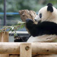 Giant panda Xiang Xiang eats bamboo at Ueno zoo in Tokyo on Nov. 13. | KYODO