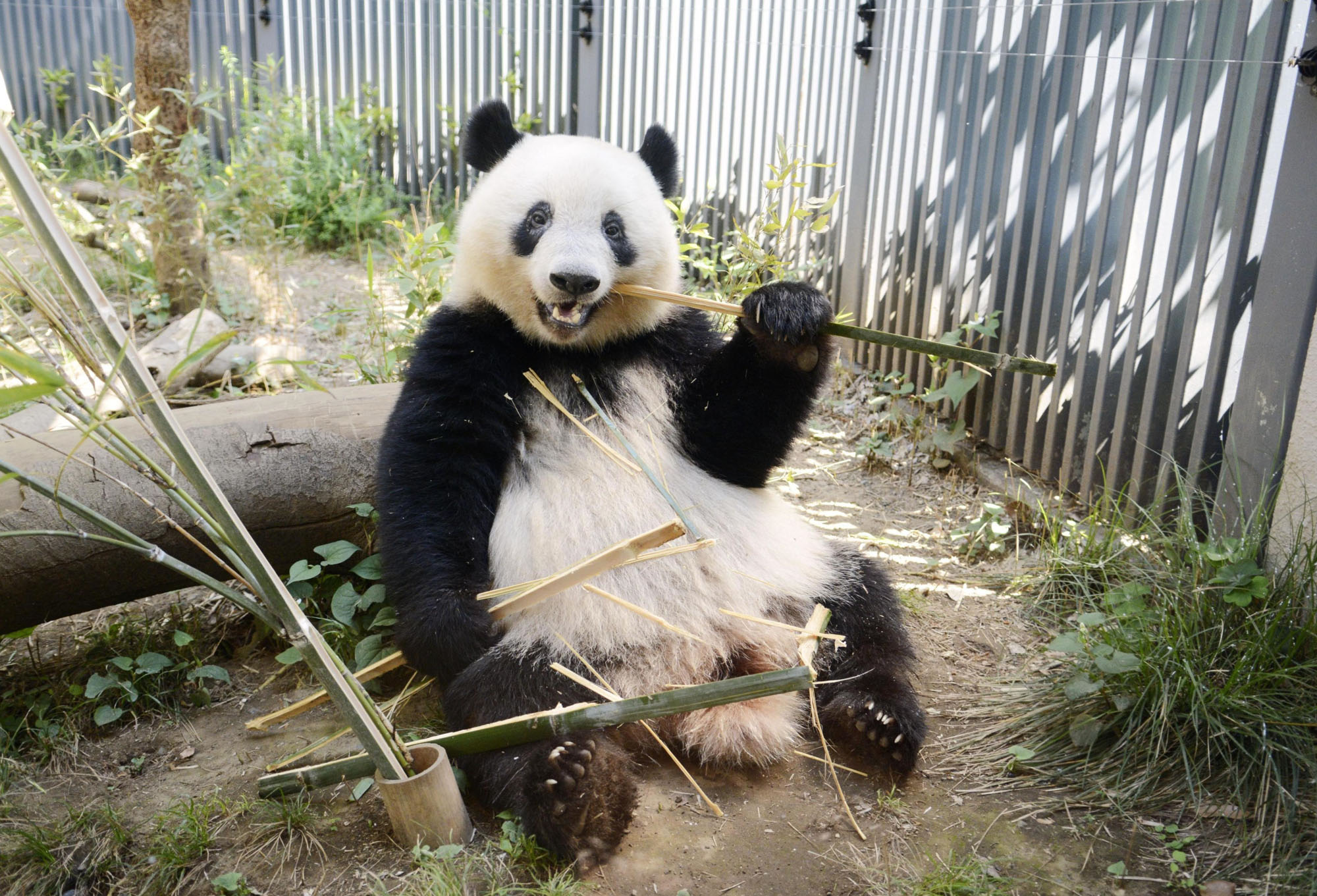 Xiang Xiang, a giant panda cub living at Tokyo's Ueno Zoo, eats bamboo last month. | UENO ZOOLOGICAL GARDENS / VIA KYODO