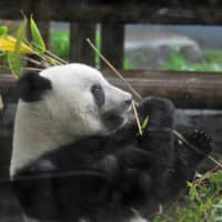 Xiang Xiang, a female giant panda cub, eats bamboo in her enclosure at Ueno zoo in Tokyo on Monday. | RYUSEI TAKAHASHI