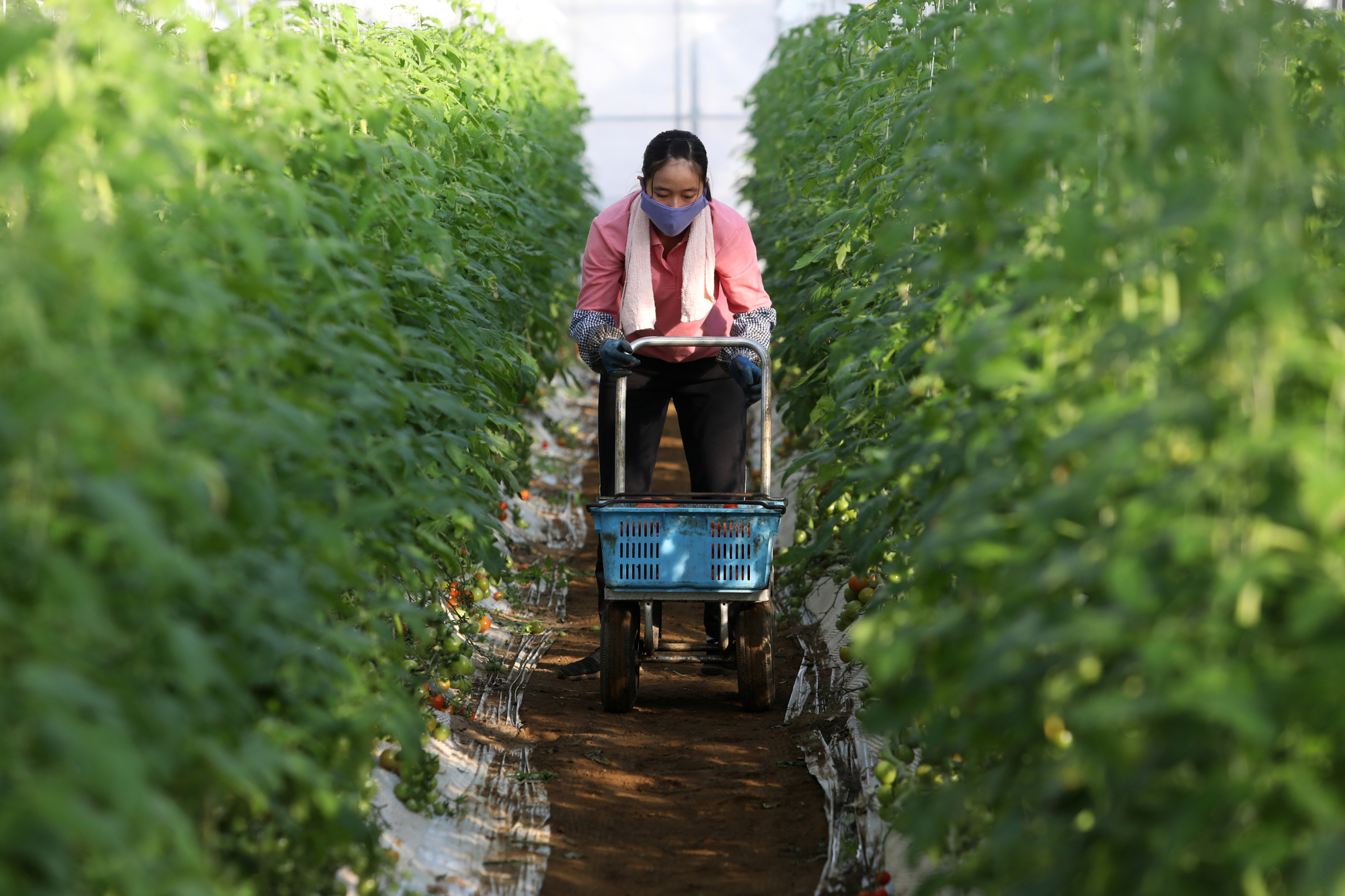 A Vietnamese worker harvests tomatoes in Asahi, Chiba Prefecture, on Dec. 16. Foreign residents now account for about 2 percent of Japan's population and the number will increase following a revision of the immigration law. | BLOOMBERG