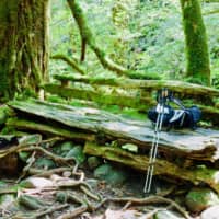 Green means go: In the forests of Yakushima, green light filters through the canopy to dapple the moss-covered forest floor. | OSCAR BOYD