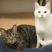 A couple of cool cats: Raming (left) and Nick have formed quite a friendship. | ASUKA YOSHINO