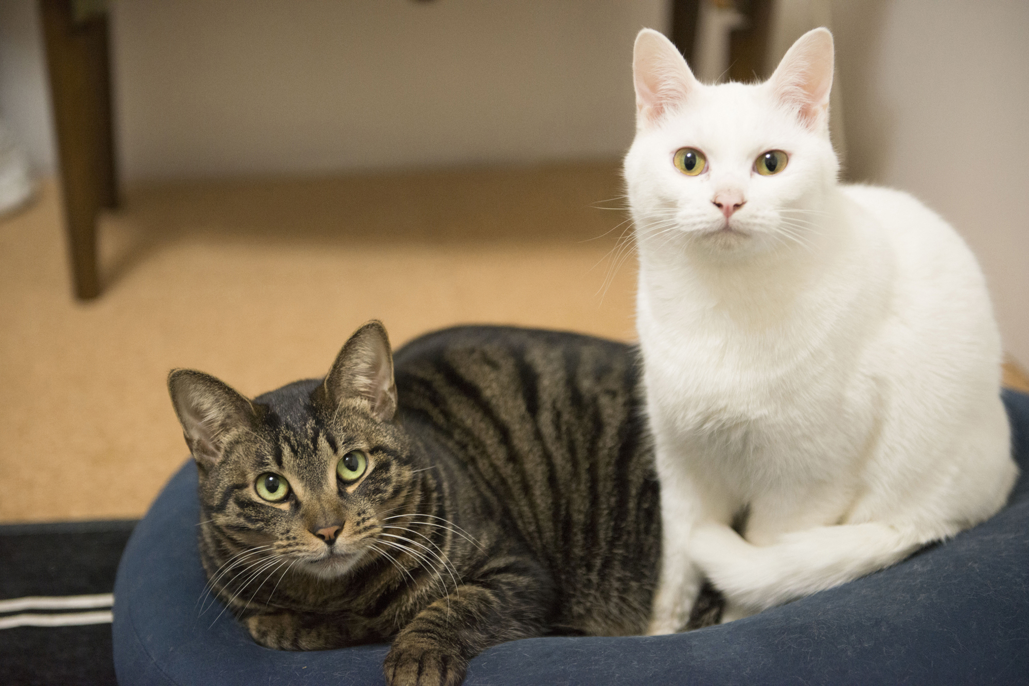 Feline friends on sale